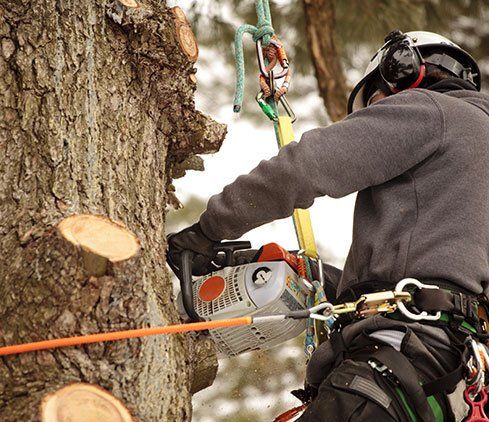 Real Tree Trimming & Landscaping, Inc. employee cutting a tree down