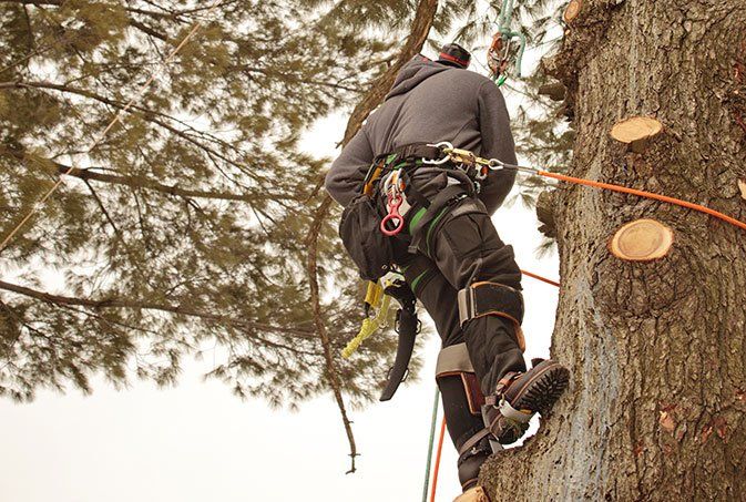 Real Tree Trimming & Landscaping, Inc. employee trimming a tree