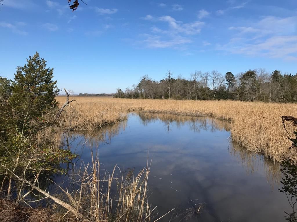 A small pond surrounded by tall grass and trees on a sunny day.