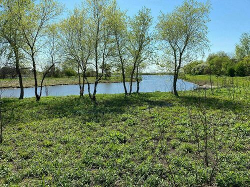 A lush green field with trees and a lake in the background.