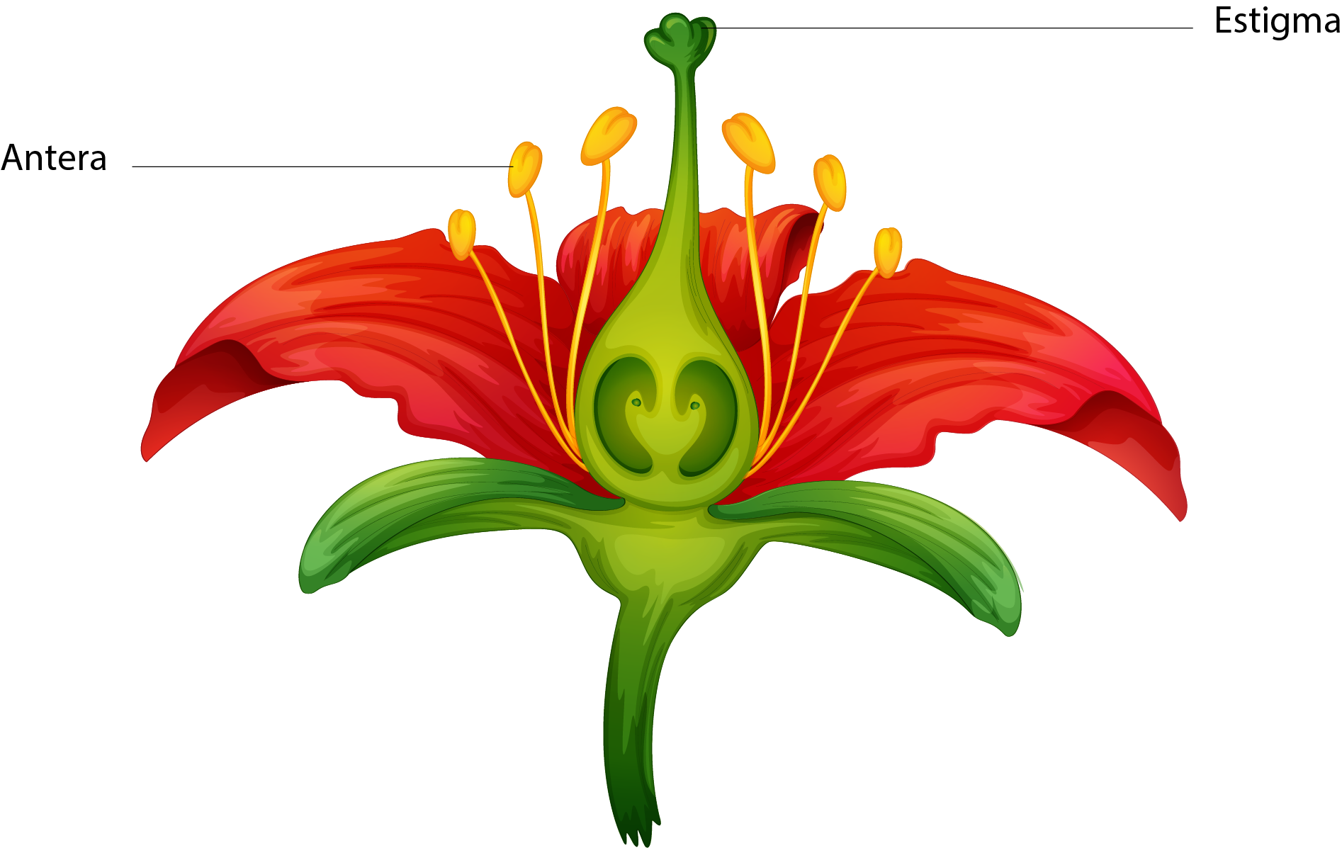 partes da flor polinização