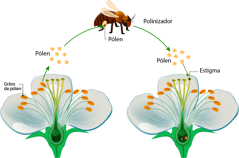polinização