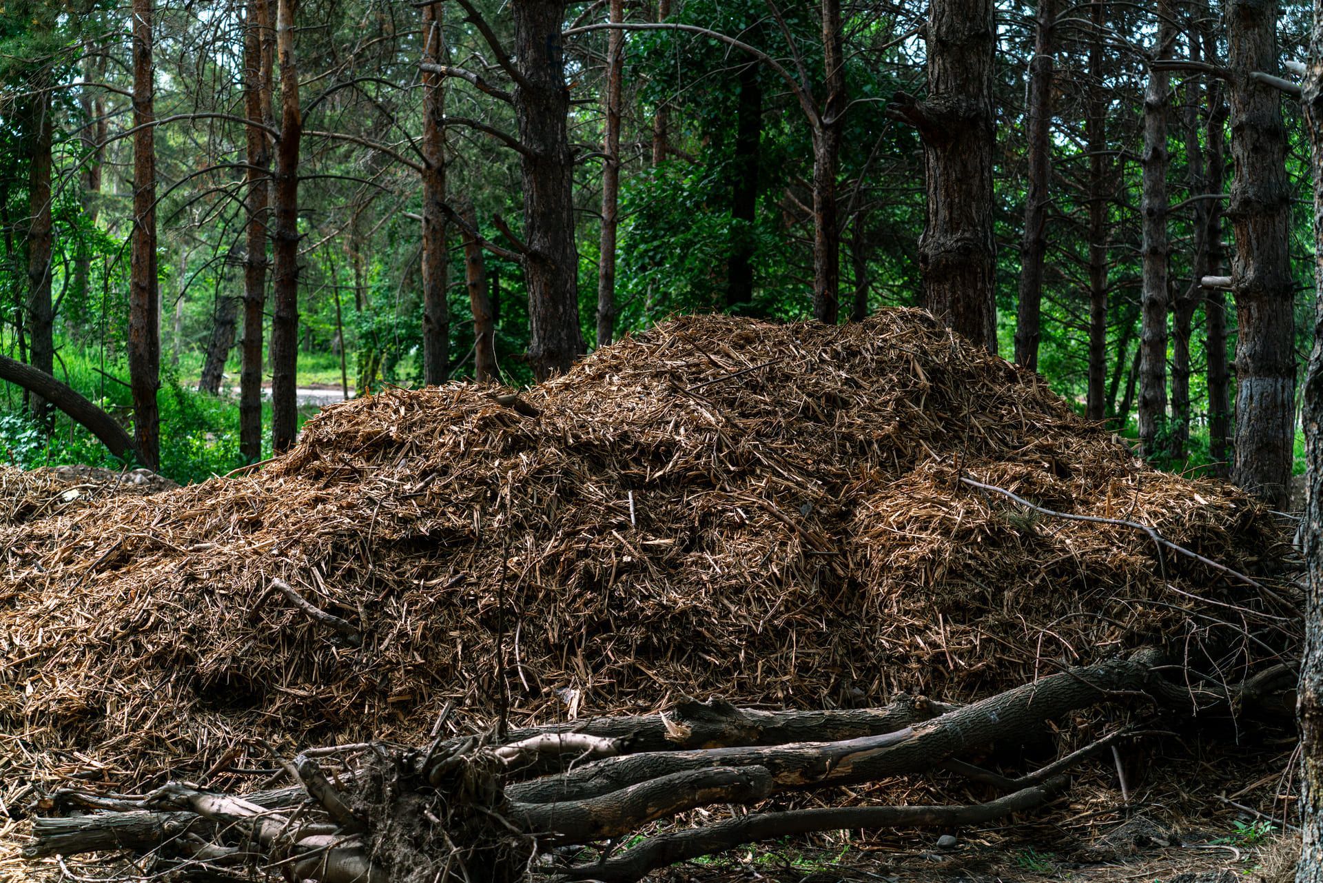A mountain of recycled wood waste and brown mulch stacked in a forest clearing. Sustainable forestry and organic waste management concept.