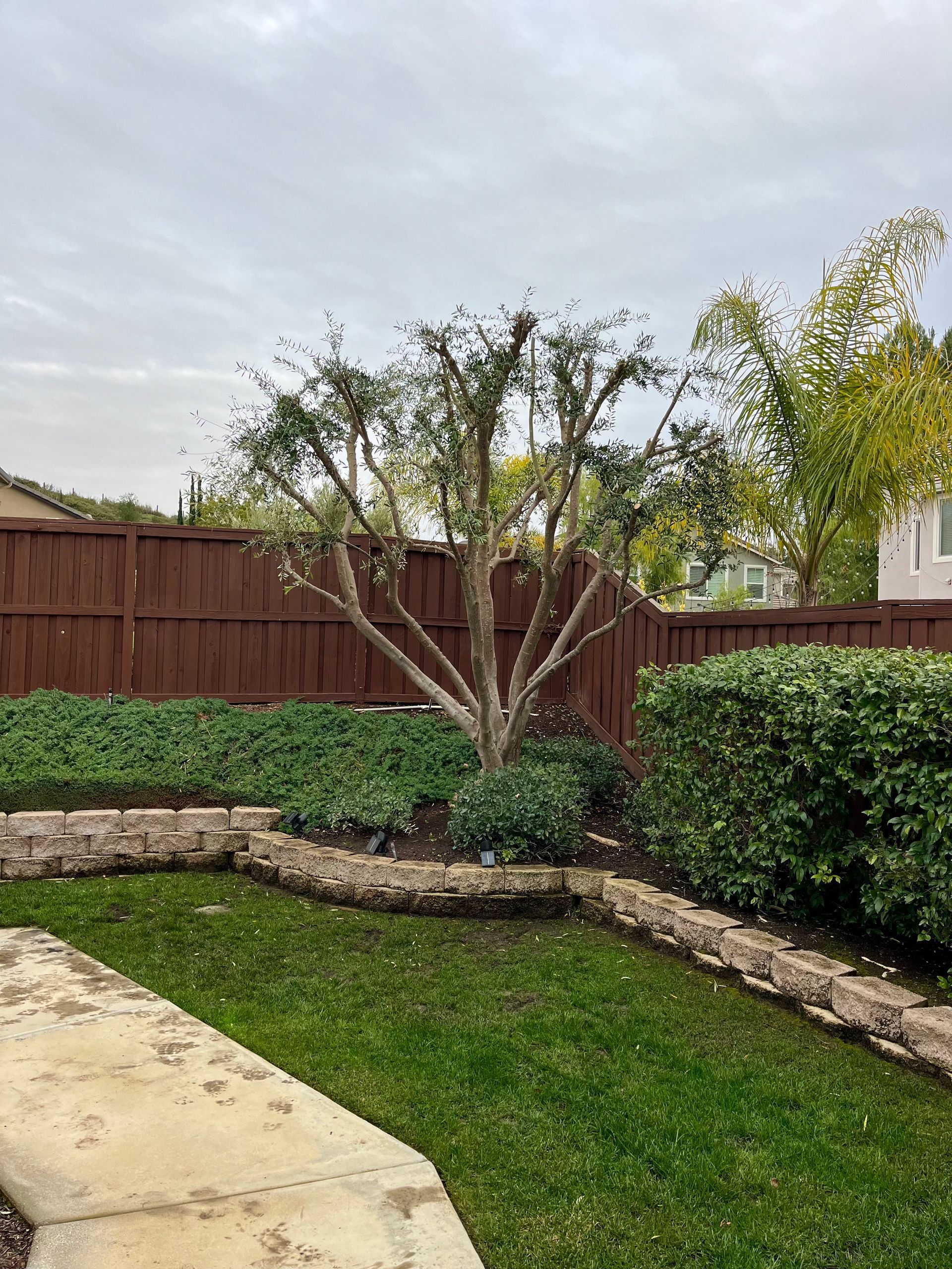 Olive Tree Trimming & Thinning into Rounded Shape in Temecula, CA