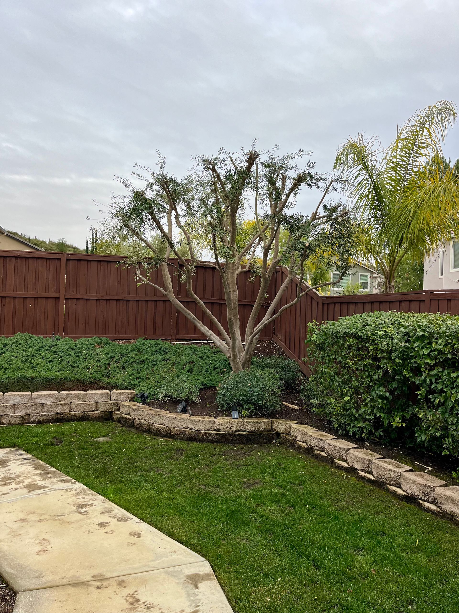Backyard with a small tree, green lawn, stone border, and wooden fence under a cloudy sky