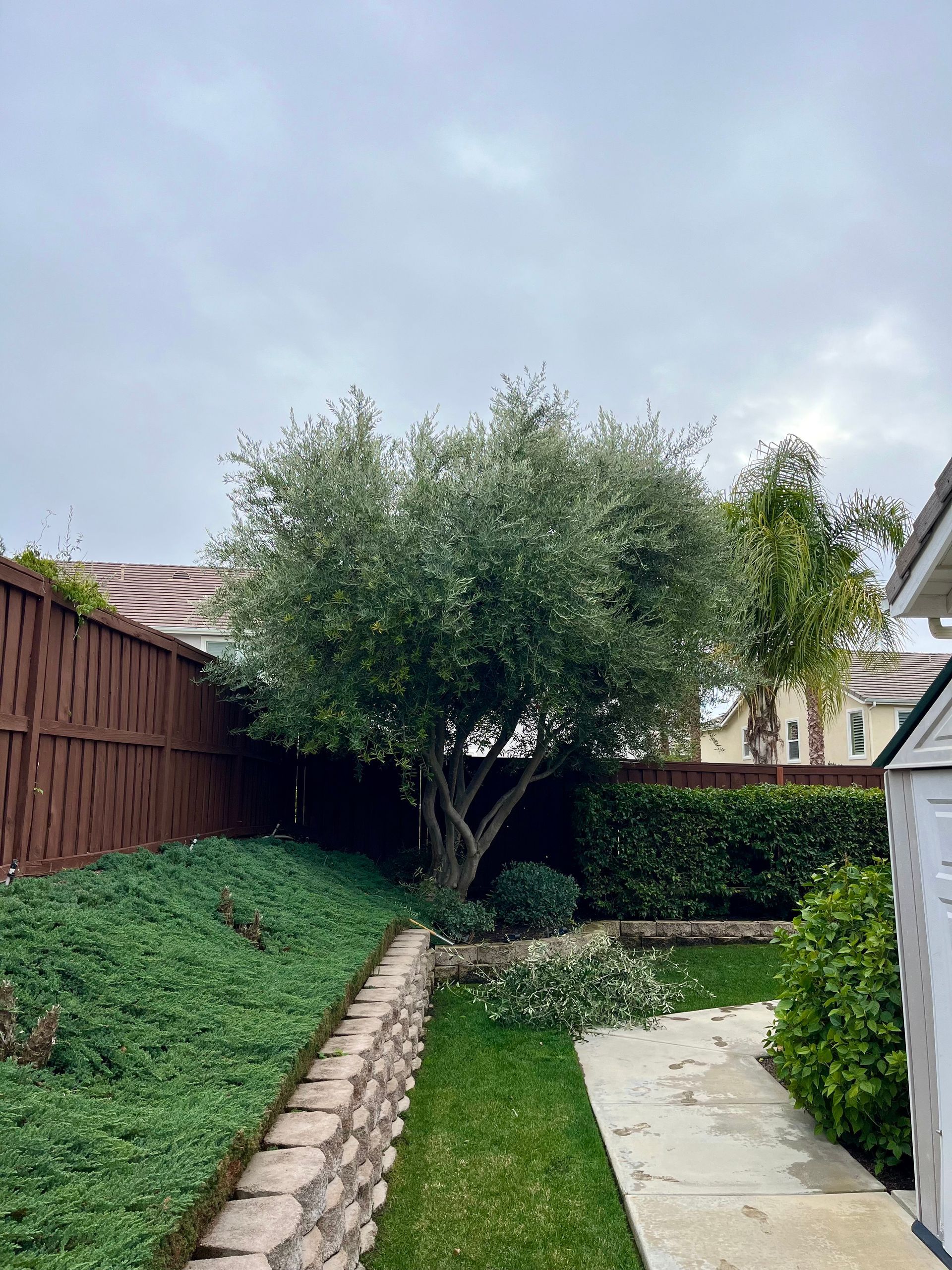 Backyard garden path beside a tree, green ivy, wooden fence, and paved patio under cloudy sky