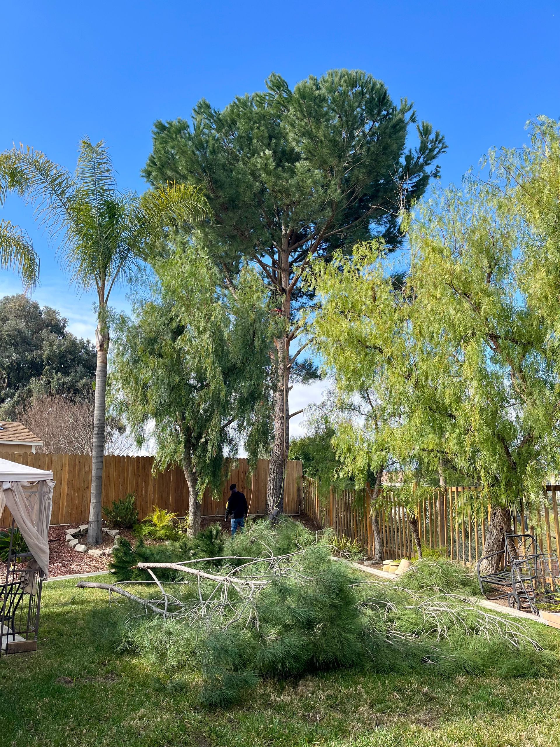 A backyard filled with lots of trees and a gazebo.