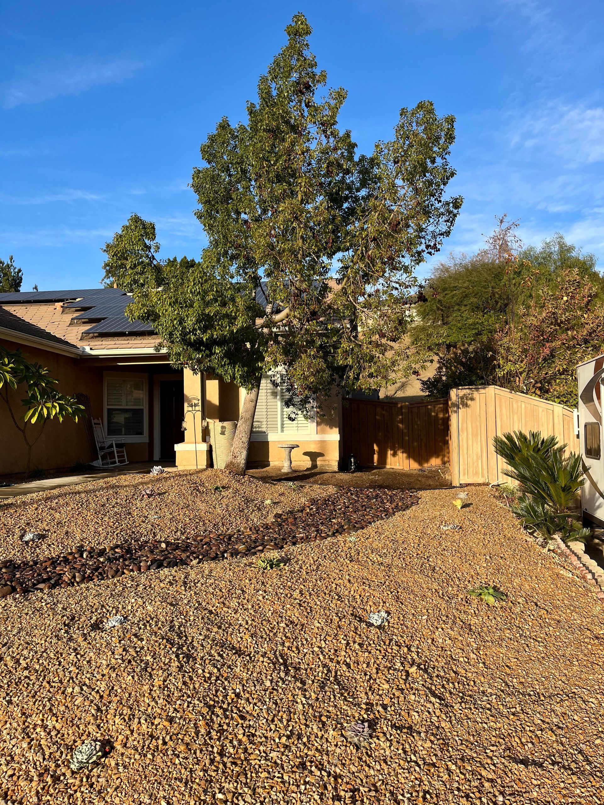 Front yard with a large tree, tan house, wooden fence, and dry leaves covering the ground under a blue sky