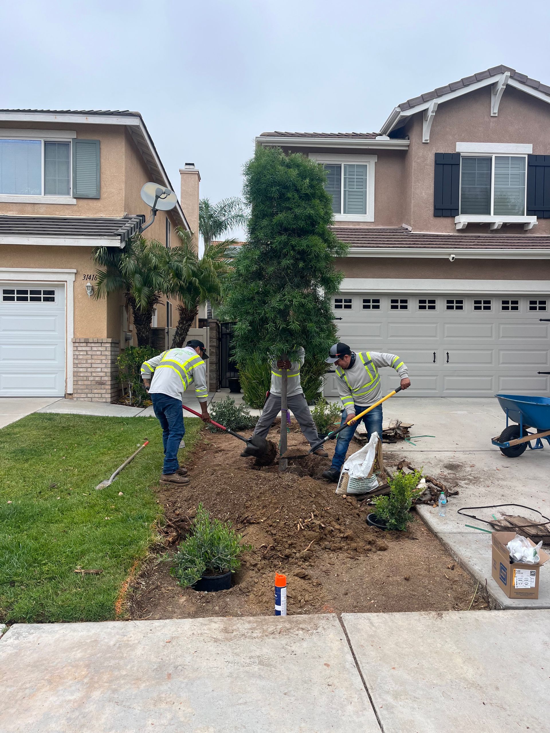 Workers planting a tree in a suburban front yard beside a driveway and garage.