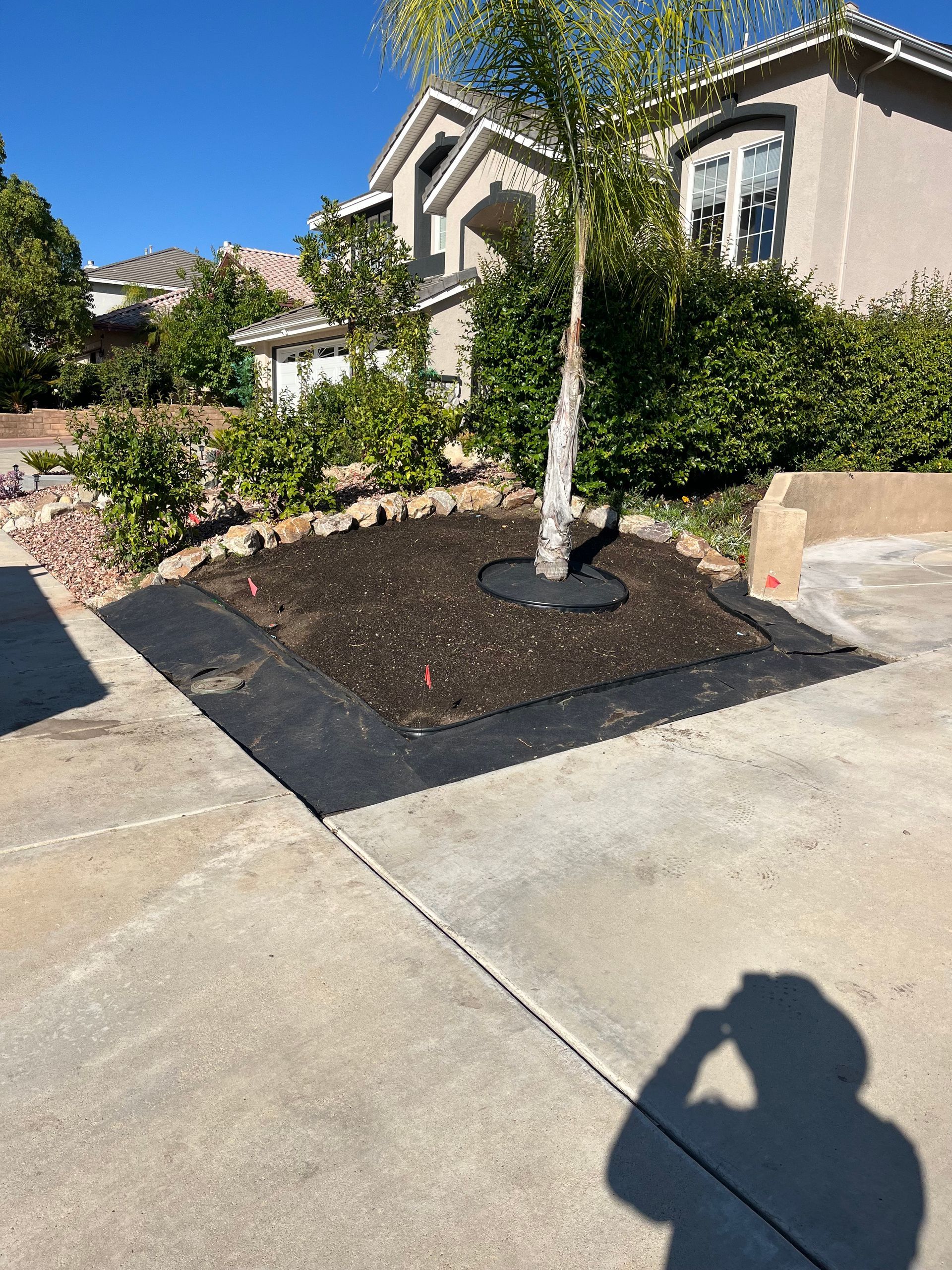 Front yard landscaping with a young palm tree, shrubs, and a concrete driveway beside a house.