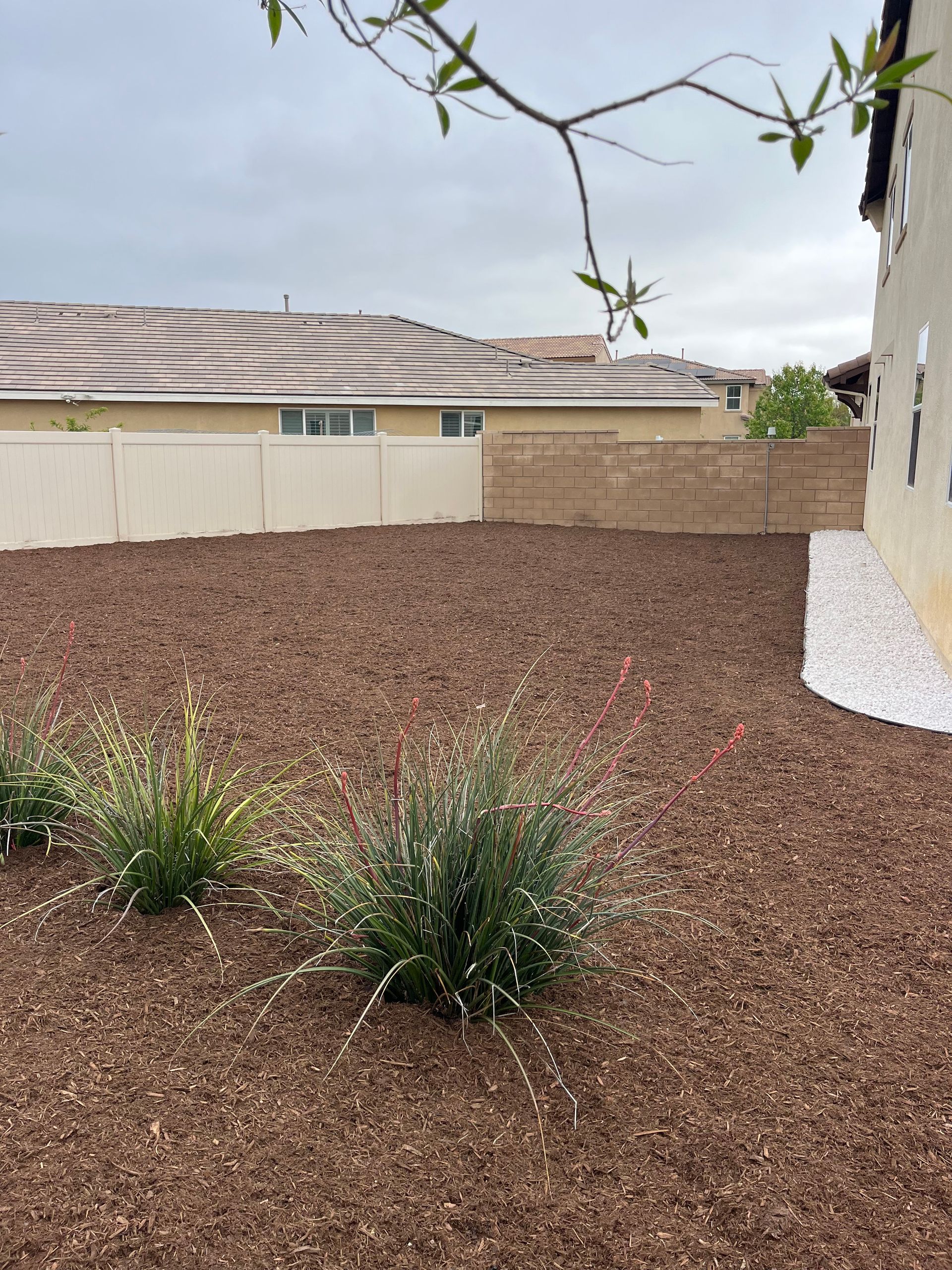 Backyard with wood chips, two small shrubs, tan walls, and a tree branch overhead
