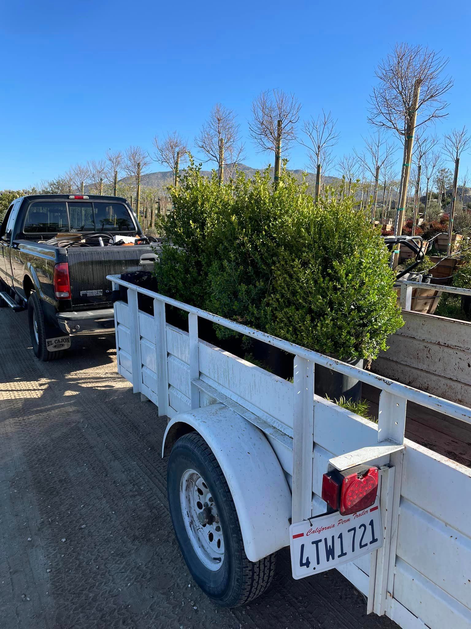 trees being transported