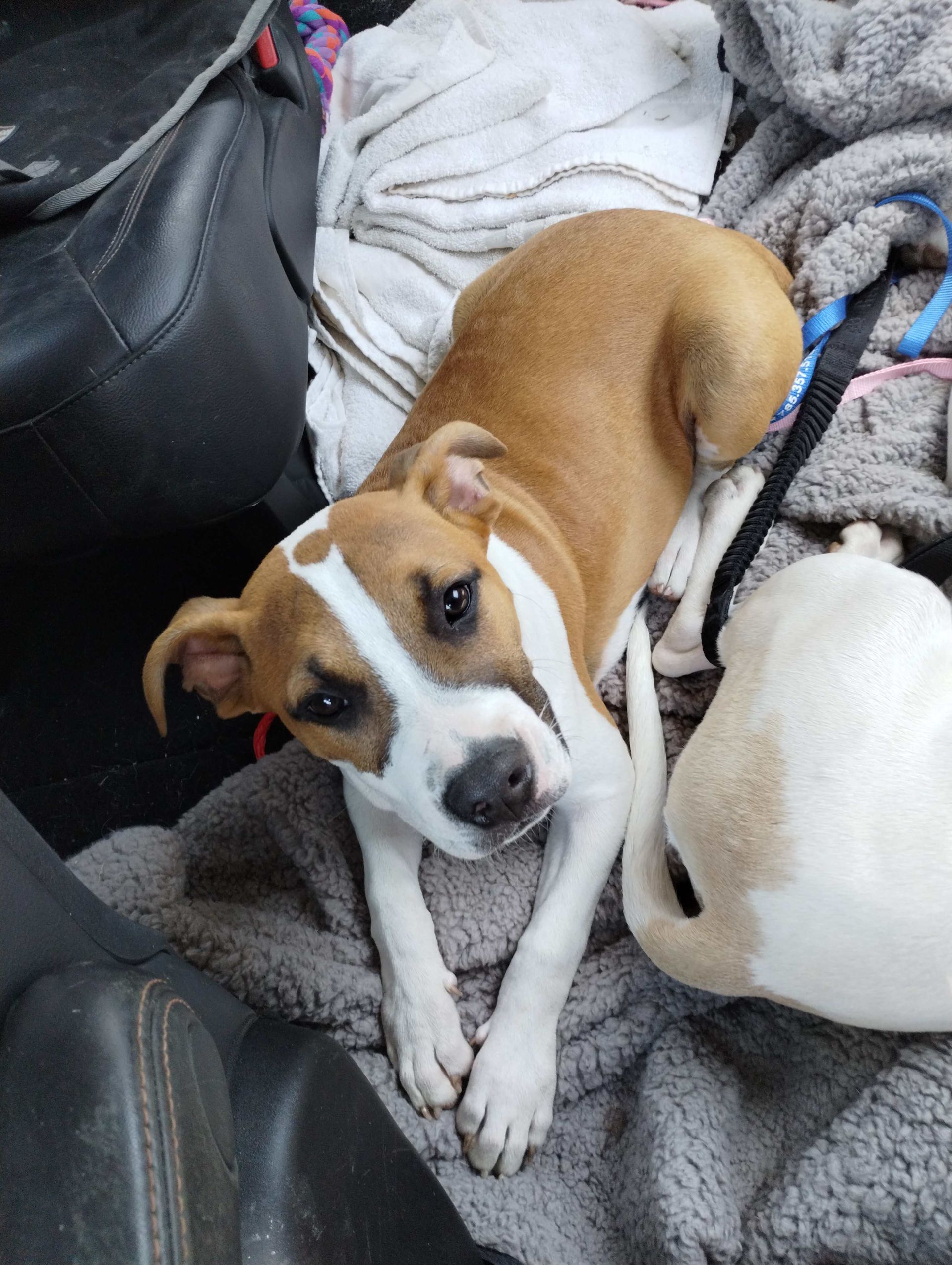 Brown and white puppy curled on a blanket inside a car, looking up with its head tilted.