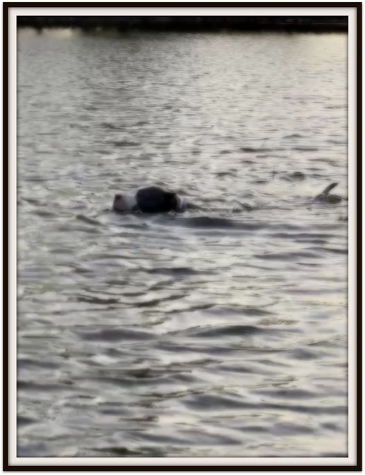 Person swimming in water, with a fin visible on the right. Dark clothing, water reflecting a cloudy sky.