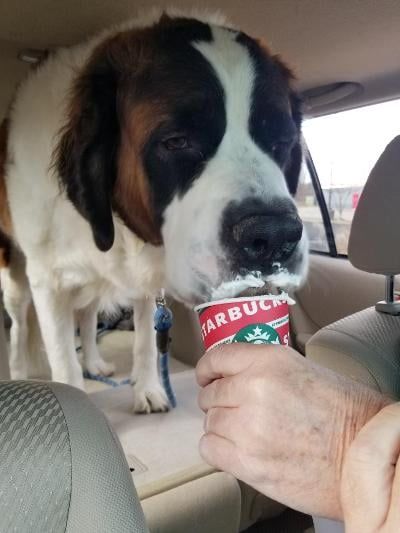 St. Bernard dog drinking from a Starbucks cup held by a person in a car.
