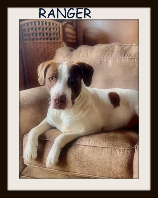 White and brown dog, named Ranger, lies on a tan couch, looking towards the camera.