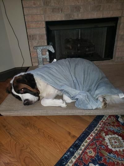 Saint Bernard dog lying on a rug, covered with a blue blanket near a fireplace.