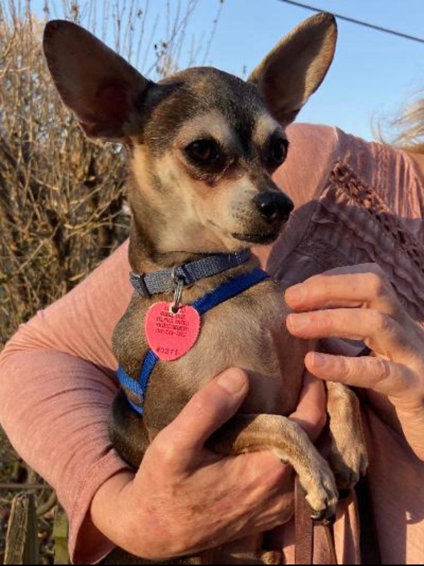 A small tan and gray dog in a blue harness and pink heart tag is held in someone's arms.