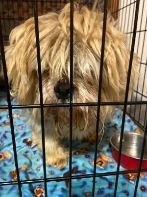 Small tan dog in a cage, looking forward. Blue patterned blanket, metal food bowl.