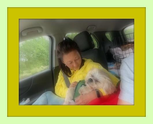 Woman holding a small white dog in a car. She's wearing a yellow jacket. Window is visible.