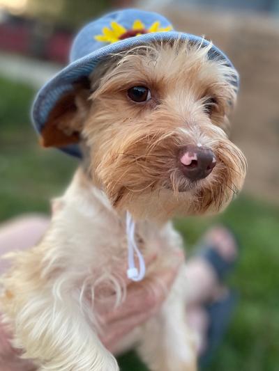 Small tan and cream-colored dog wearing a blue hat with a sunflower. Held in someone's hands.