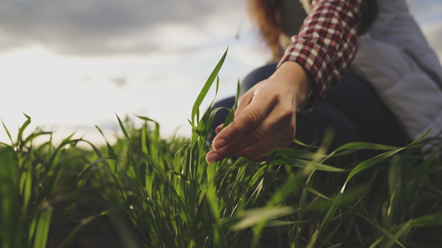 5 Best Examples of Gypsum Uses in Agriculture