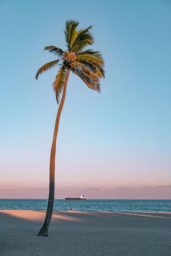 Palm tree on a beach at sunset, with a ship on the horizon. Blue sky, pink and gold hues.