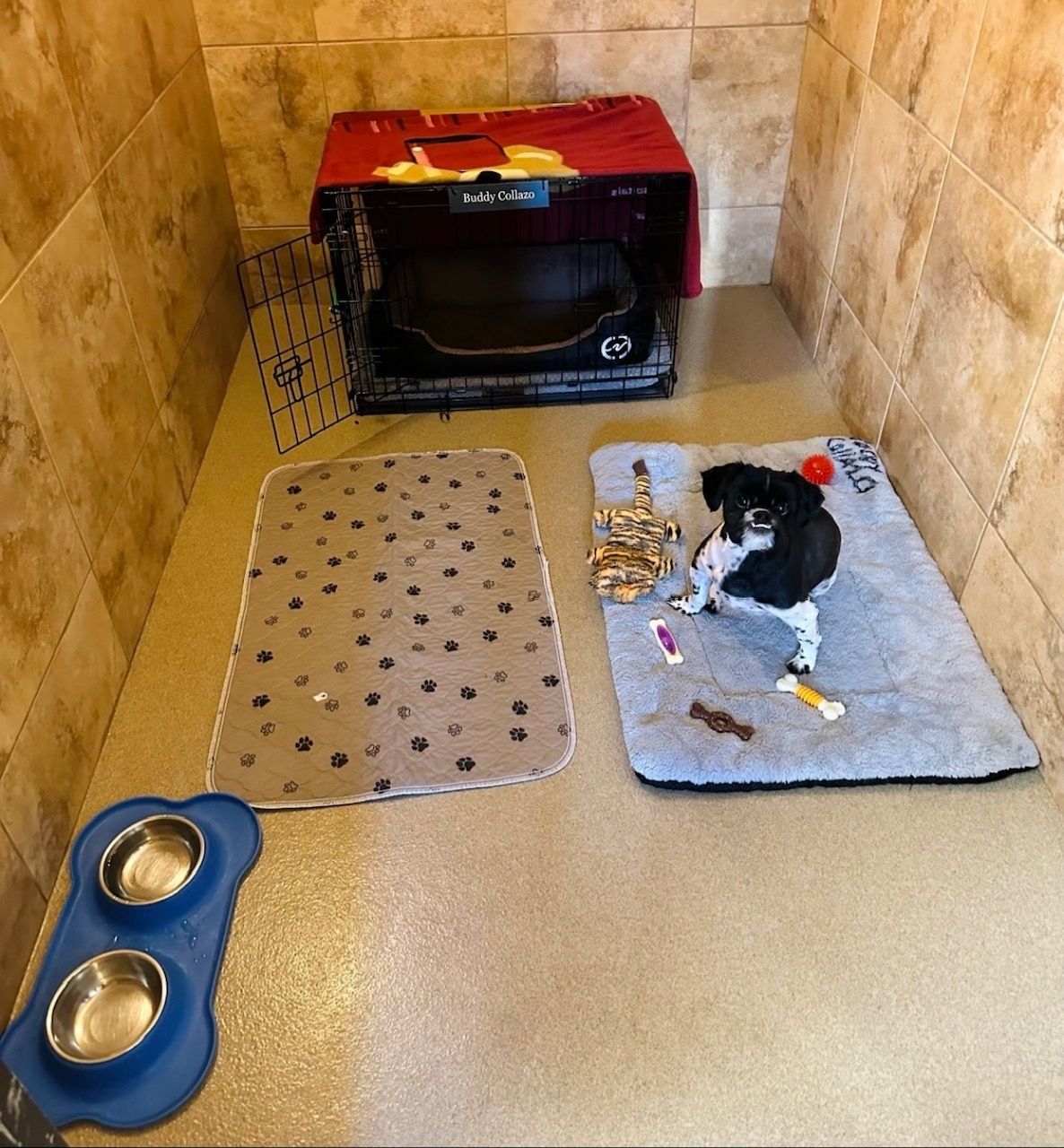 View of Luxury Doggie Accommodations | The Palms Pet Resort & Spa | Helotes, TX