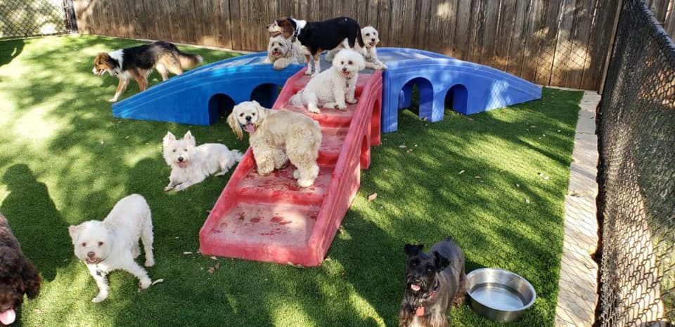 A group of dogs are playing in a yard.