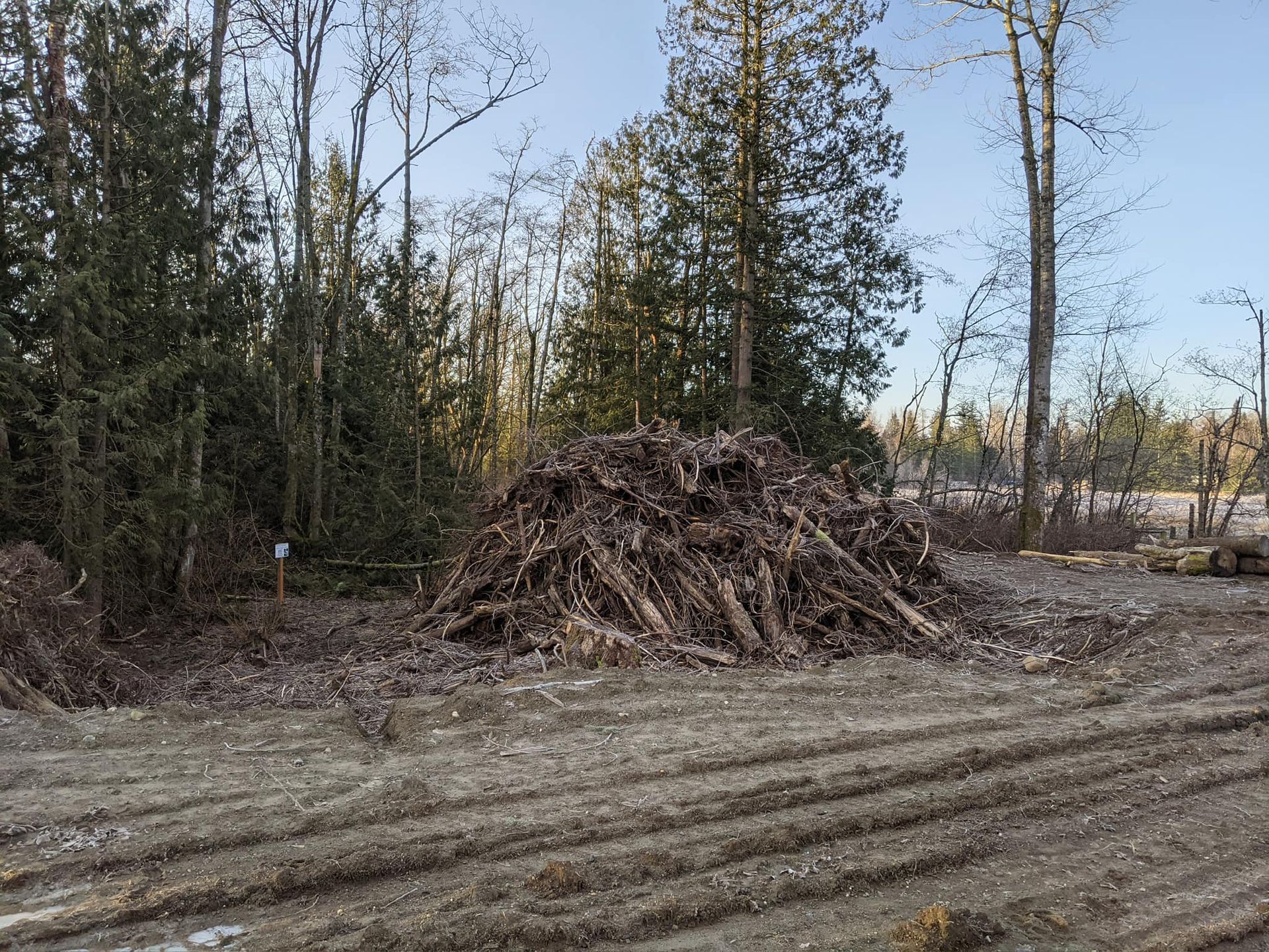 Pile of brush and branches on a muddy, dirt surface near a wooded area.