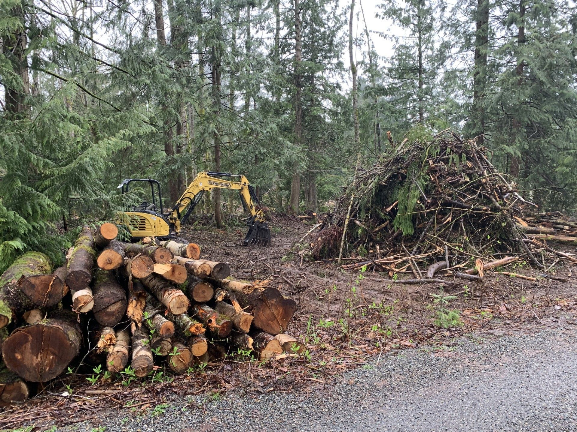 Cleared dirt area in a forest with tree trunks and green foliage in the background.