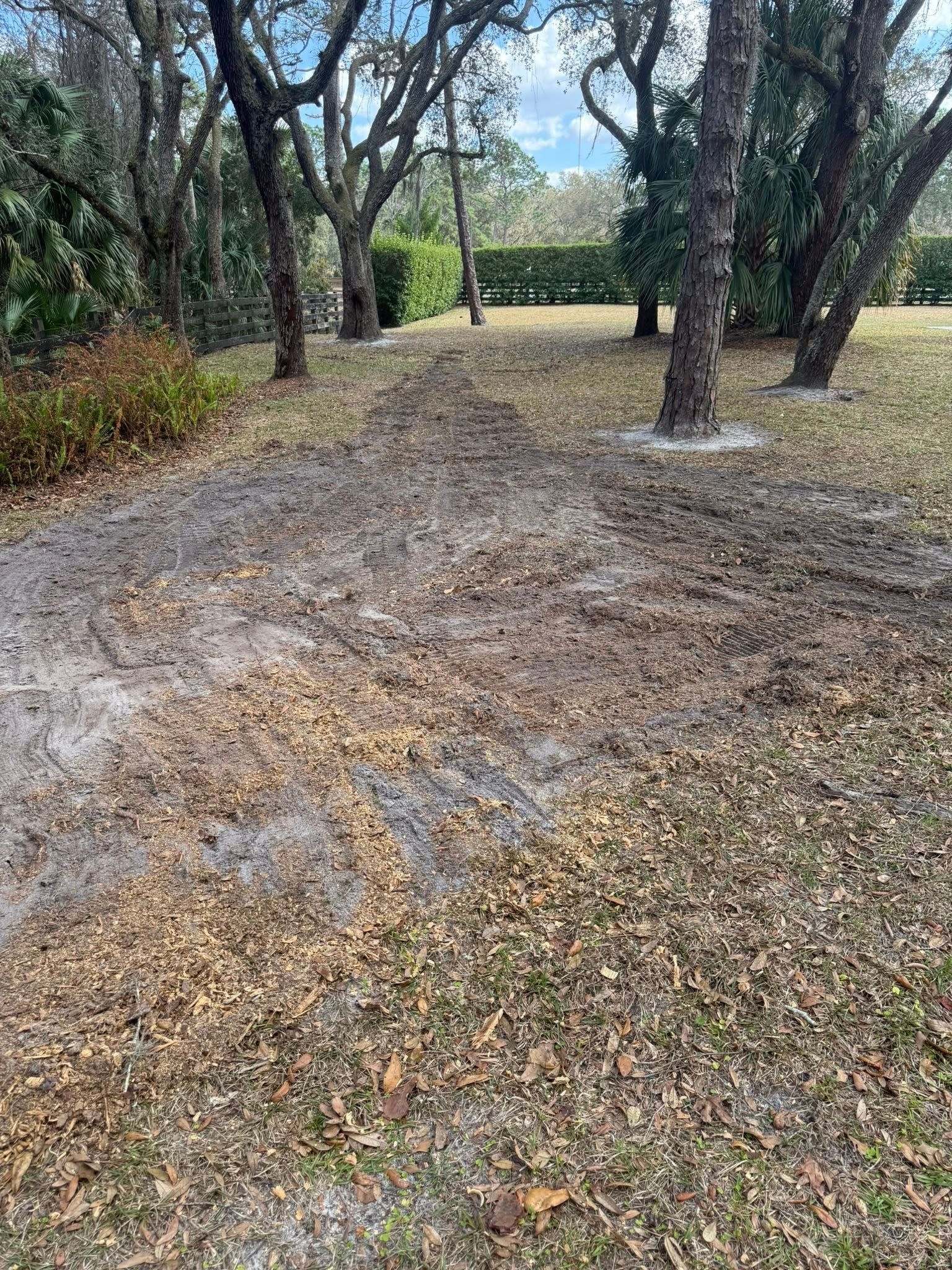 A patch of dirt and fallen leaves in a backyard clearing surrounded by several mature trees.