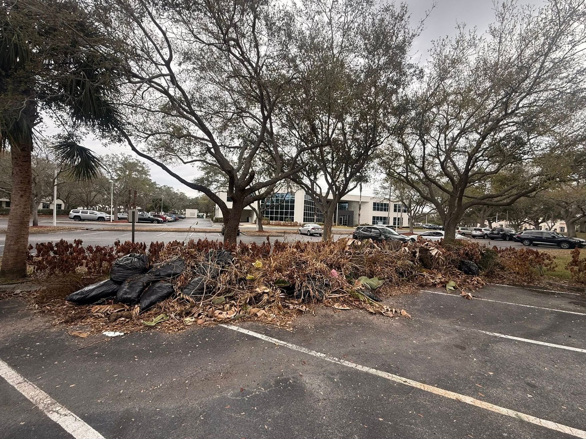 A large pile of dry leaves and black trash bags sits in a parking lot, near trees and a building in the background.