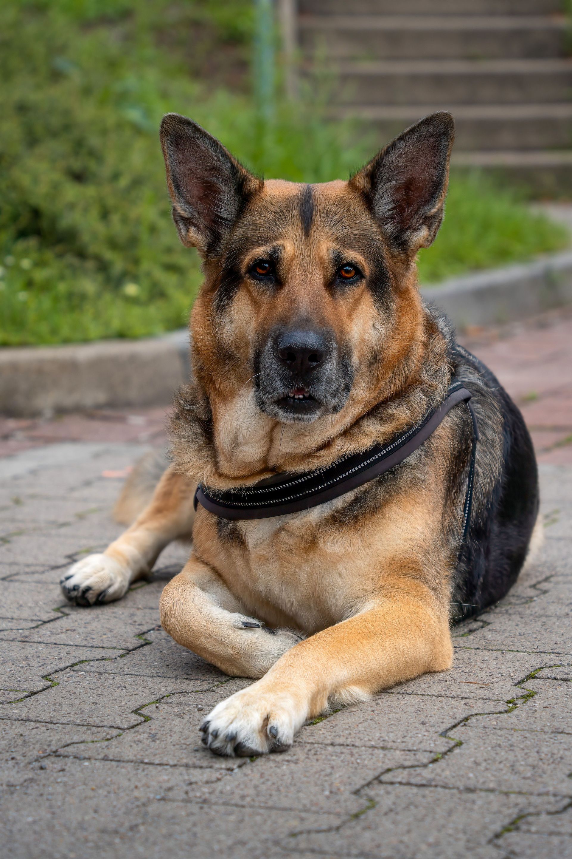 German shepherd lying on pavement outdoors, looking at the camera, with steps and greenery in the background