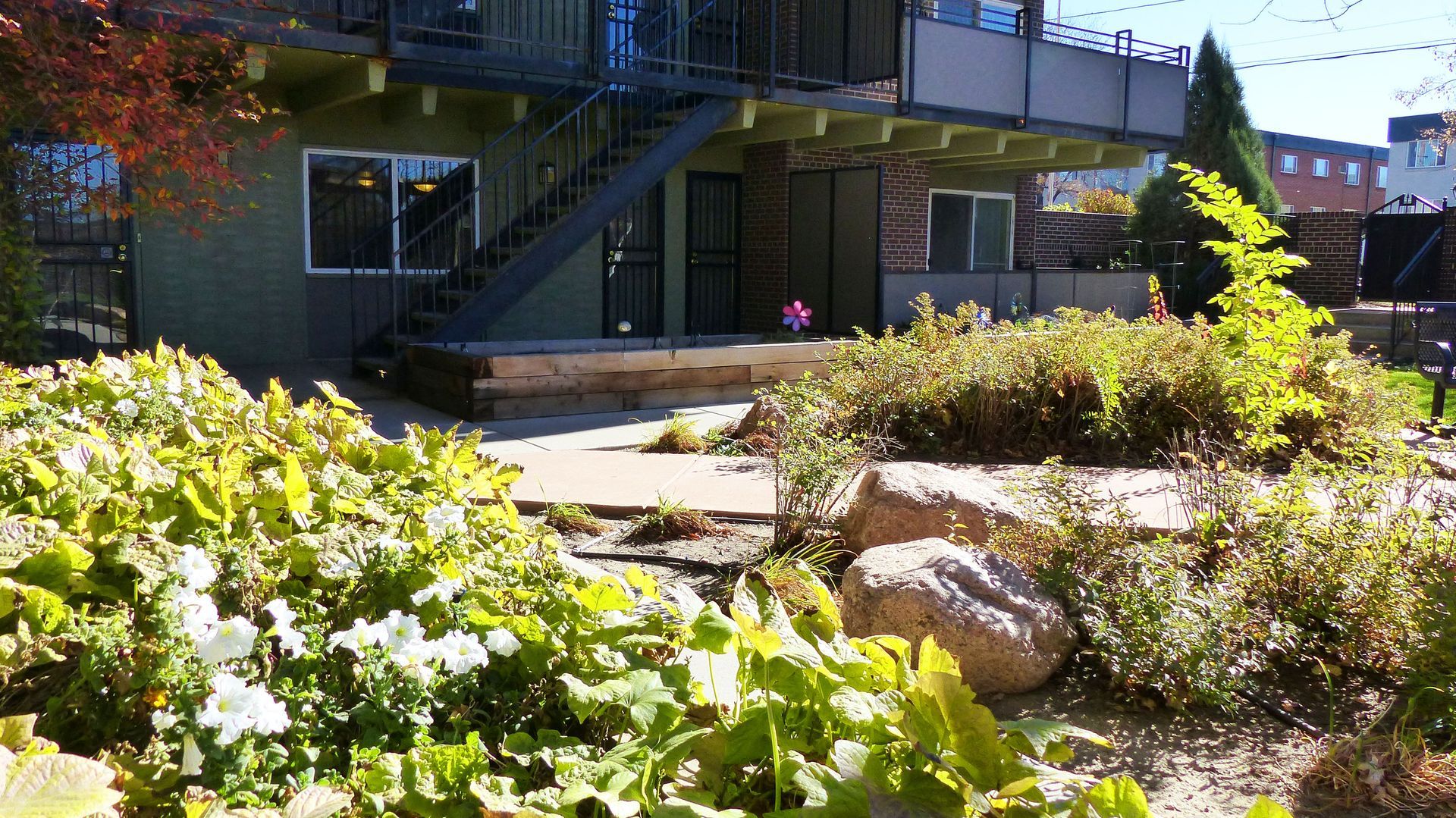 Sunny courtyard garden with white flowers, shrubs, rocks, and a building walkway in the background