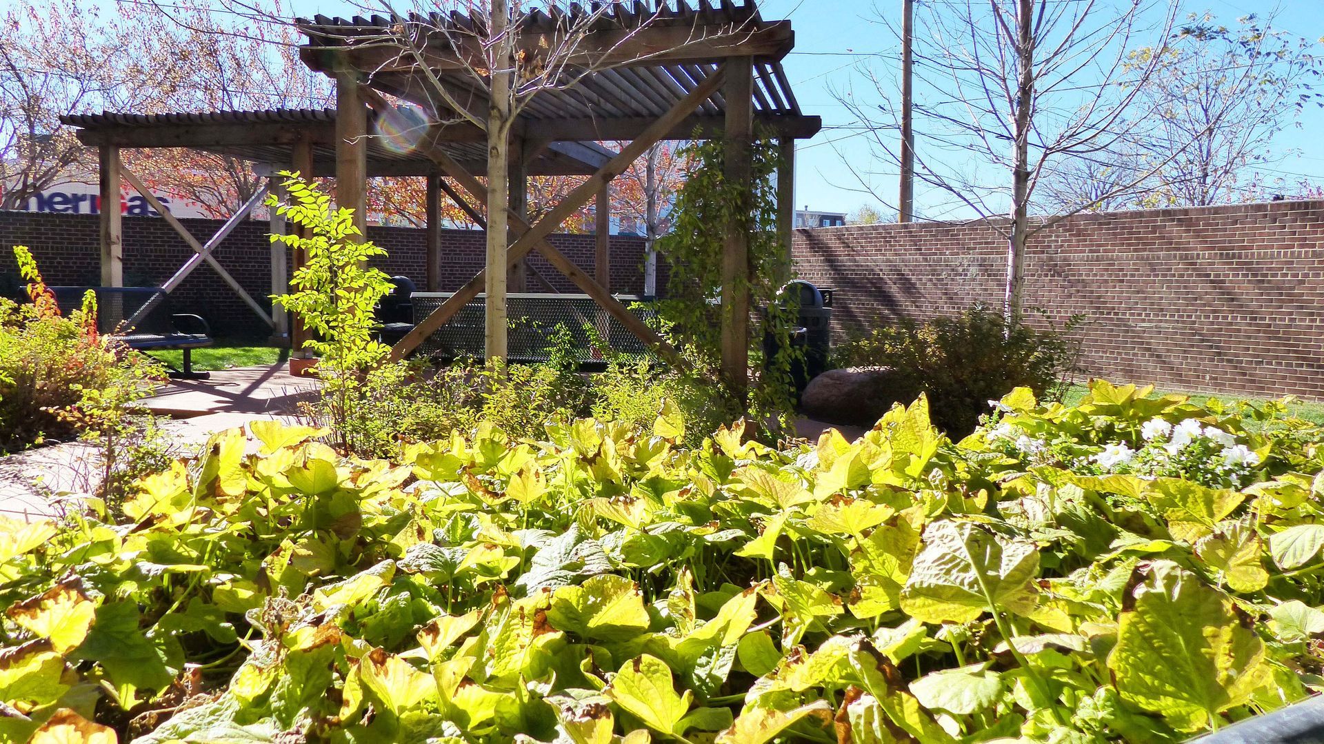 Sunny garden with leafy green plants in front of a wooden trellis and pergola, with bare trees in the background