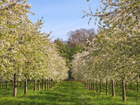 When Is Allergy Season in Korea? &ndash; ENT care at Gangnam Yonsei ENT Clinic in Gangnam, Seoul