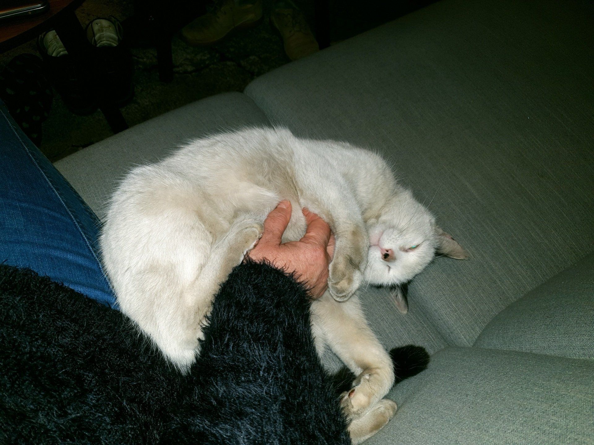 Een lichtgekleurde kat ligt te slapen op de bank en wordt door iemands hand geaaid.