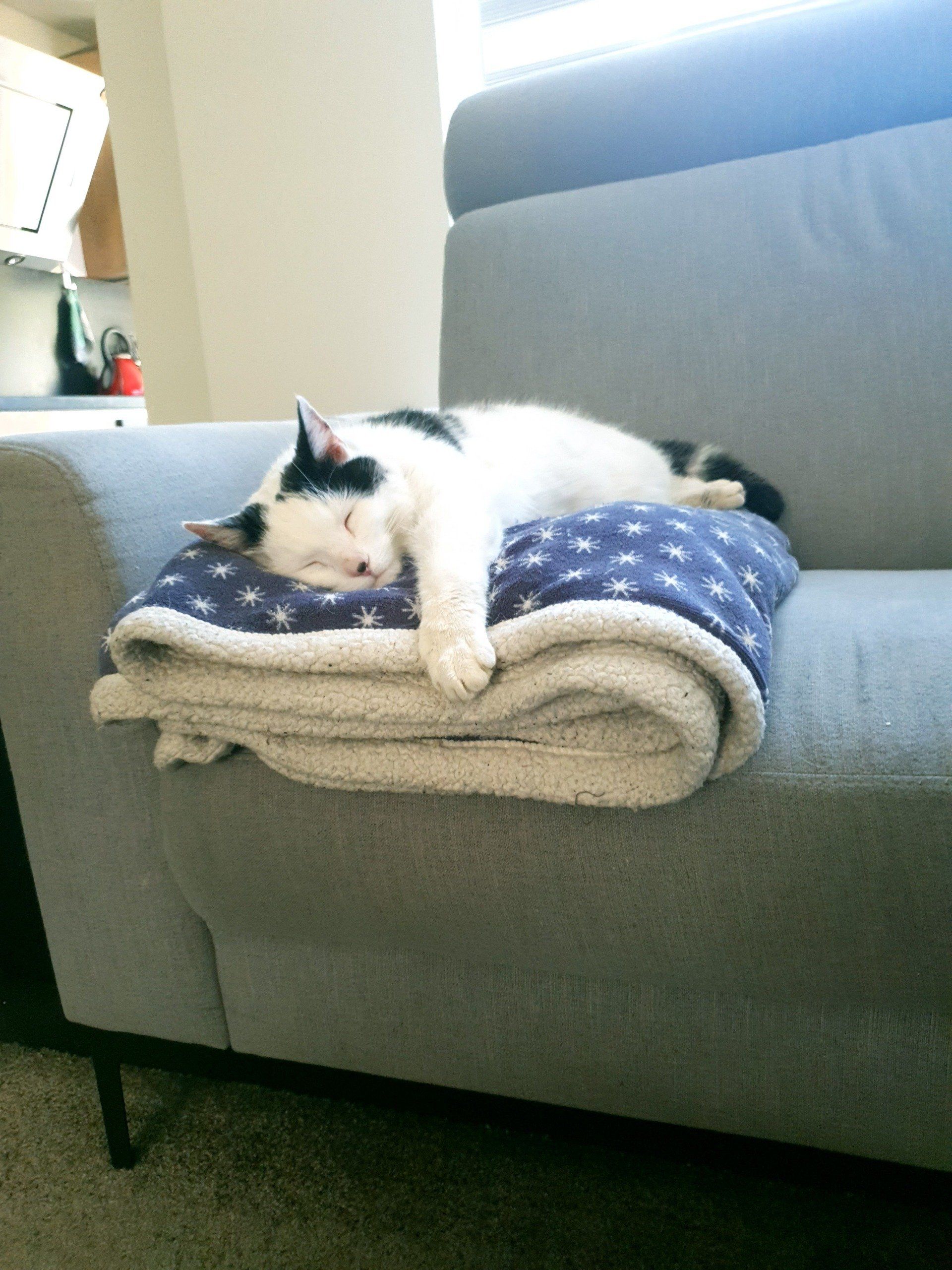 Een kat slaapt op een blauwe deken op een grijze bank.