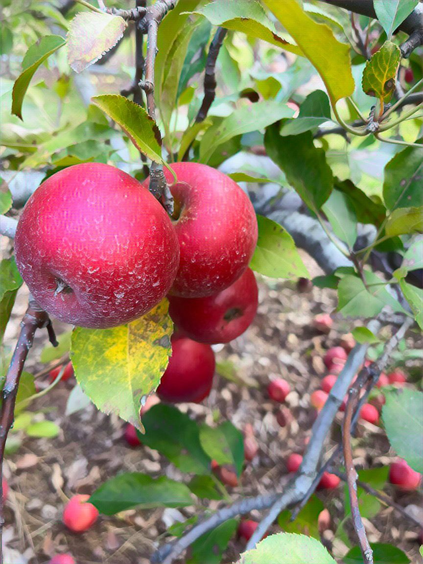 Red apples cluster on a tree branch with green and yellow leaves. Fallen apples dot the ground below.