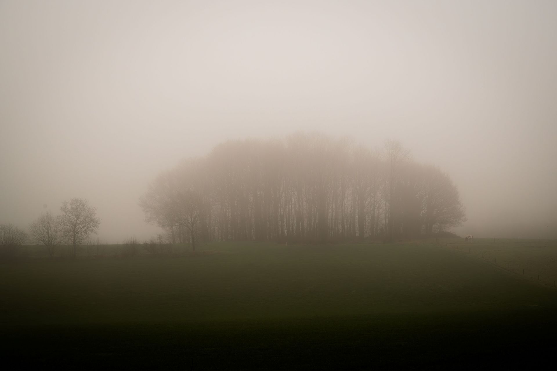 Bomensilhouetten tekenen zich af in de mist op een met gras begroeide heuvel, waardoor een sfeervol, mistig landschap ontstaat.
