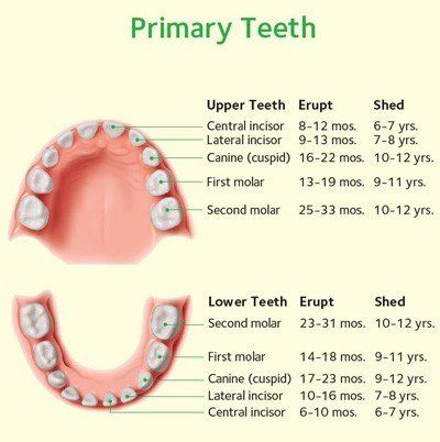 Primary Teeth — Hudsonville, MI — Hudsonville Family Dentistry Primary Teeth — Hudsonville, MI — Hudsonville Family Dentistry