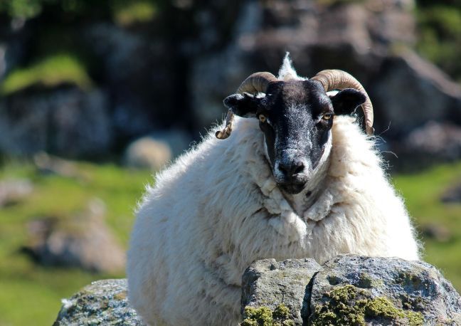 Liver fluke in Argll