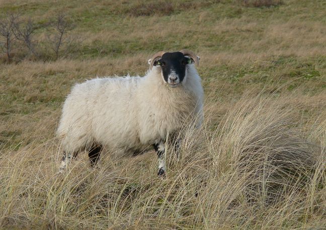 Scottish Blackface