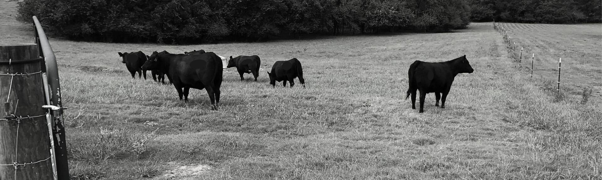 Black cows grazing in a grassy field beside a fence and trees
