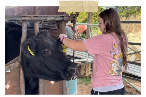 Woman petting a black cow in a barn with a yellow ear tag