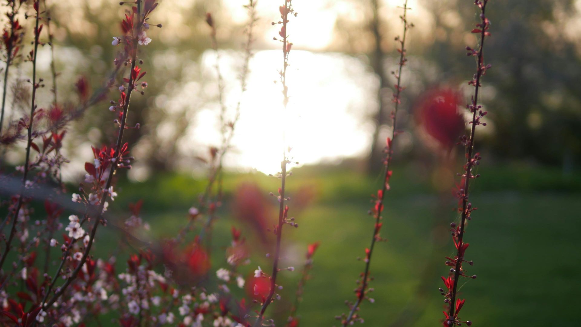 Pink blossoms on thin branches silhouetted against a bright, blurred garden background at sunset