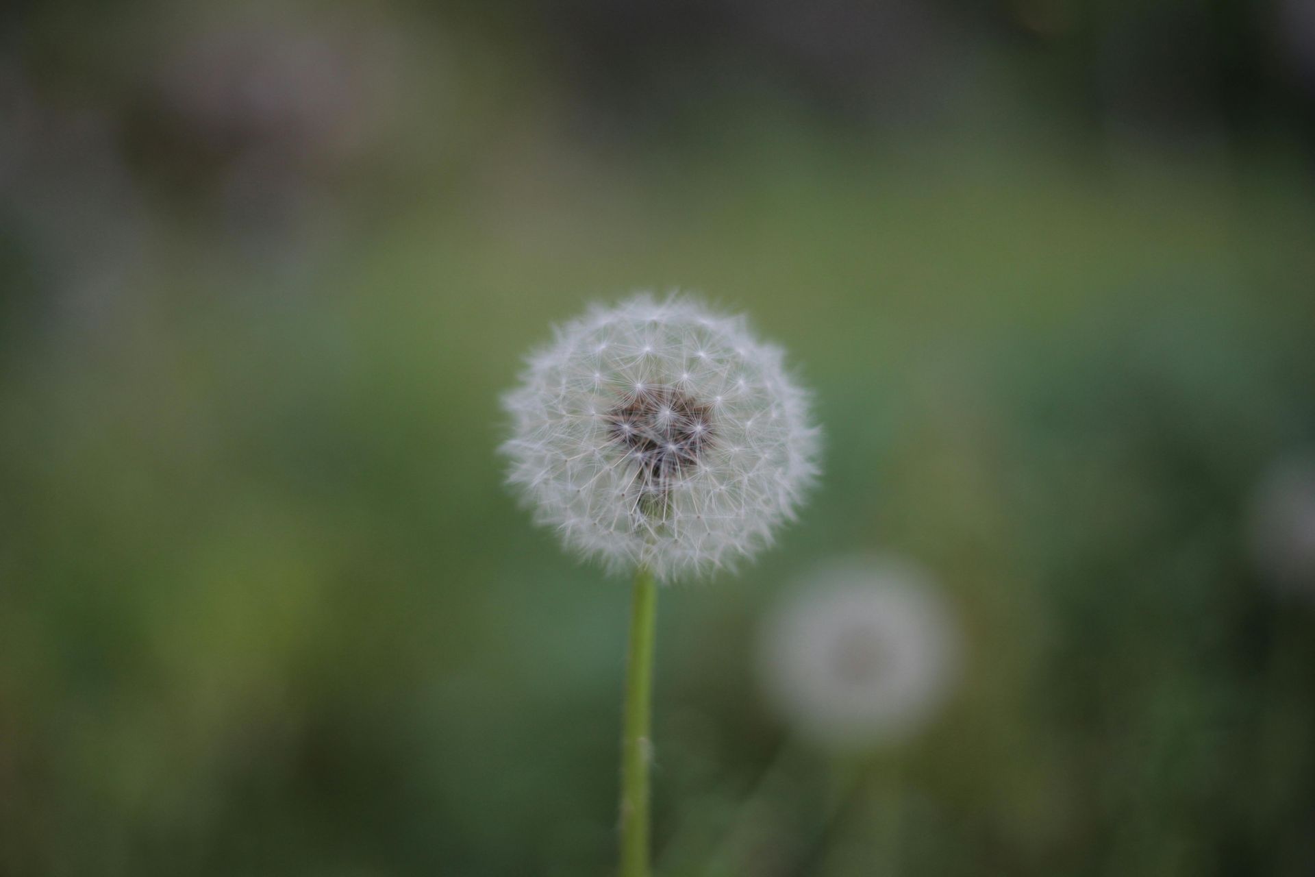 Close-up of a white dandelion seed head against a blurred green background