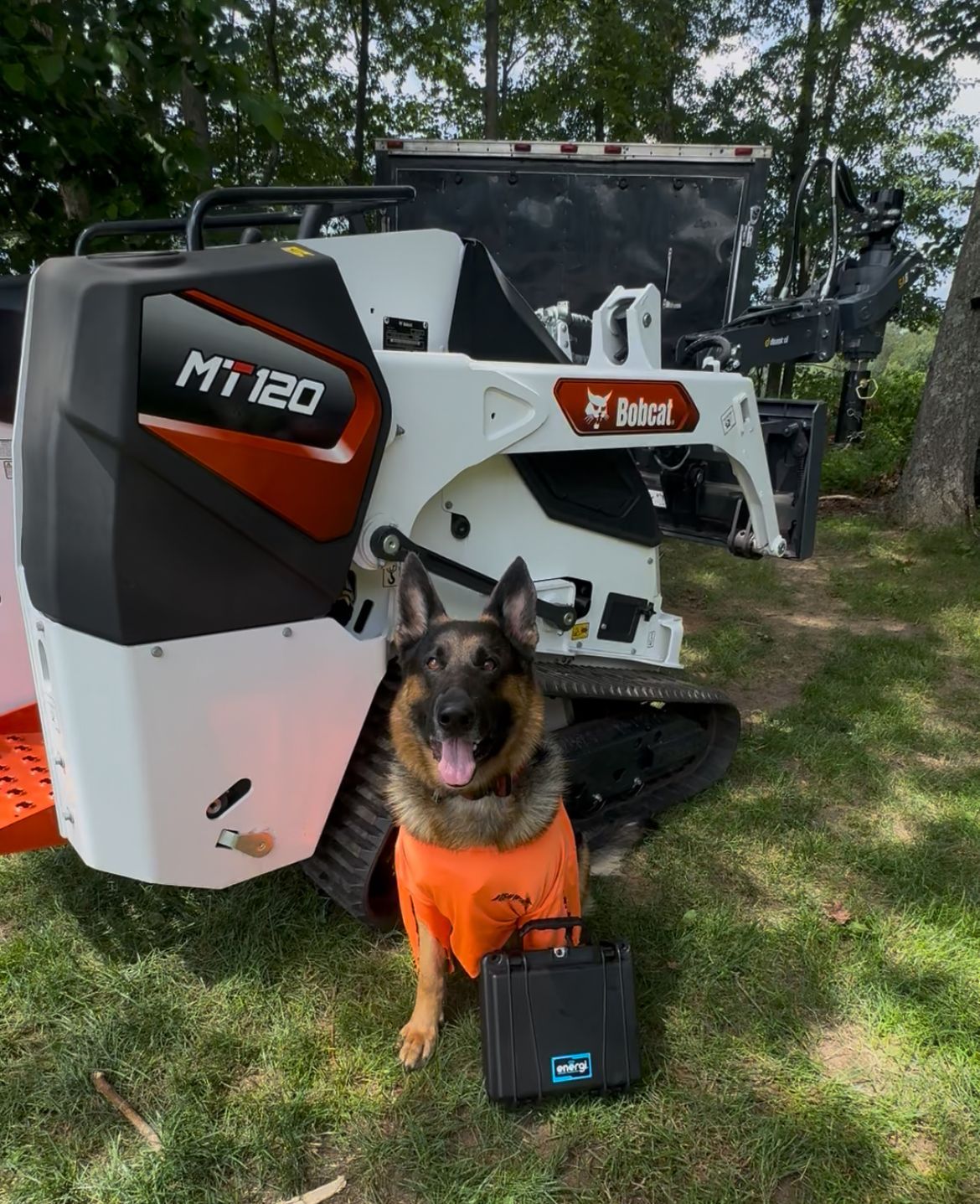 German shepherd in orange harness sitting beside a white-and-orange Bobcat machine outdoors.