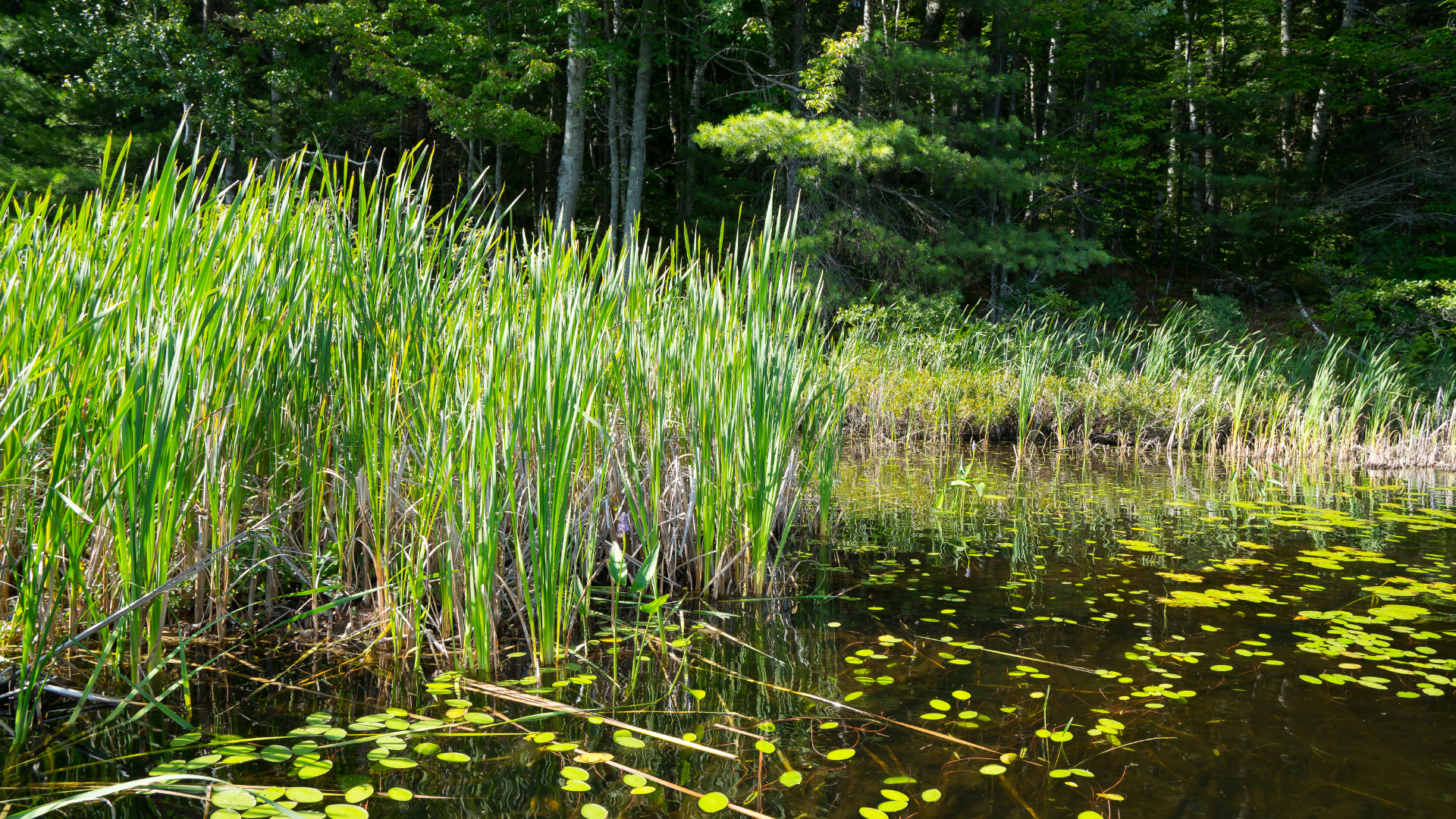 A small pond surrounded by tall grass and trees in the middle of a forest.